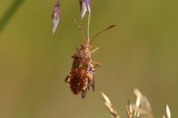 Rhopalus maculatus