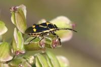 Eurydema oleracea