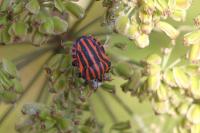 Graphosoma italicum italicum