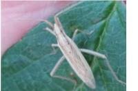 Stenodema laevigata