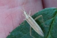 Stenodema laevigata