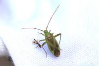 Adelphocoris lineolatus