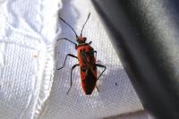 Corizus hyoscyami hyoscyami