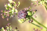 Graphosoma italicum italicum