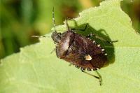 Dolycoris baccarum