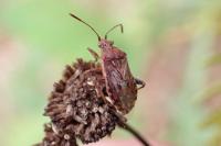 Stictopleurus punctatonervosus