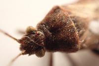 Stictopleurus punctatonervosus