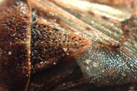 Stictopleurus punctatonervosus