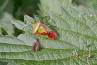 Acanthosoma haemorrhoidale