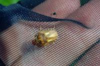 Eurygaster testudinaria
