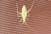 Miridius quadrivirgatus