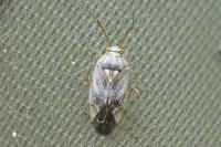 Lygus rugulipennis