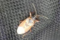 Gastrodes abietum