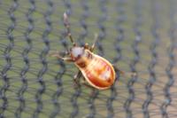 Melanocoryphus albomaculatus