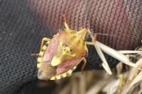 Carpocoris purpureipennis