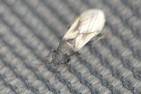 Metopoplax ditomoides