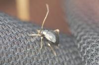 Halticus apterus