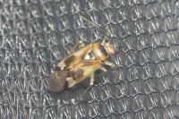 Orthops
