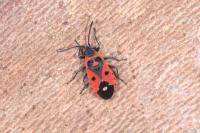 Melanocoryphus albomaculatus