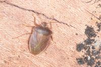 Nezara viridula