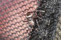 Pilophorus cinnamopterus