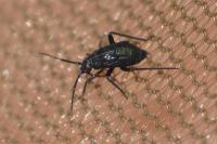 Macrotylus herrichi