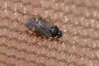 Plesiodema pinetella