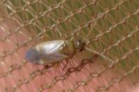 Plesiodema pinetella