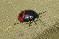 Canthophorus dubius/impressus