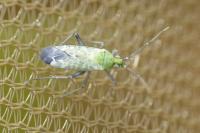 Macrotylus paykullii