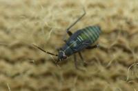 Macrotylus herrichi