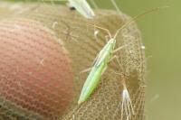 Megaloceroea recticornis