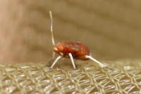 Criocoris crassicornis