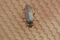 Phoenicocoris obscurellus