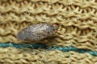 Phoenicocoris obscurellus