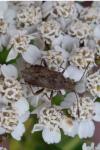 Stictopleurus punctatonervosus
