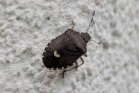Holcostethus sphacelatus