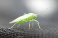 Orthotylus marginalis