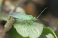 Orthotylus marginalis