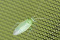 Orthotylus marginalis