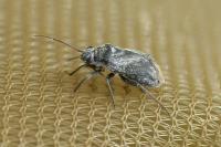 Heterocordylus leptocerus