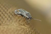 Heterocordylus leptocerus