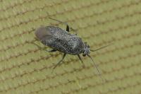 Heterocordylus leptocerus