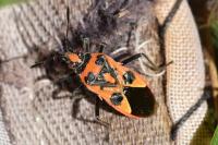 Corizus hyoscyami hyoscyami