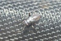 Orthocephalus