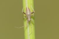 Phytocoris