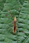 Metatropis rufescens