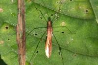 Metatropis rufescens