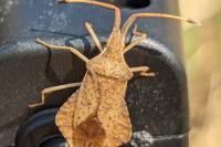 Syromastus rhombeus