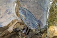Nepa cinerea